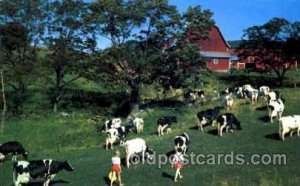 Cobleskill, New York, USA Dairy, Cow Cows, Unused 