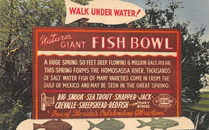 Curt Teich Homosassa Springs FL Fish Bowl Sign Linen Postcard