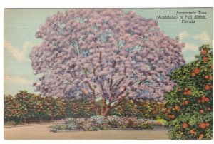 Jacaranda Tree In Full Bloom, Florida, Vintage Linen Postcard #2