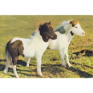 Postcard of Shetland Ponies (250817)