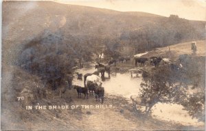 RPPC Horses Cattle Grazing 1909 Mary Adams Lancaster WI Real Photo Postcard