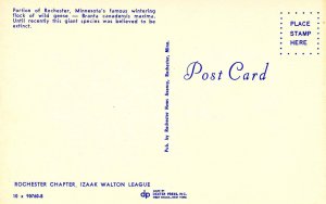 Wild Geese at Rochester, Minnesota