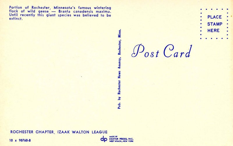 Wild Geese at Rochester, Minnesota