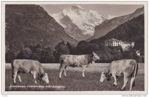 RP: Dairy Cows , INTERLAKEN , Switzerland, 1910s