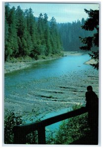 c1960s Jedediah Smith Redwoods State Park Crescent City California CA Postcard