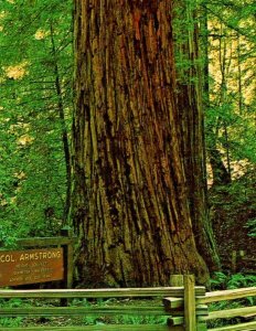 Redwood California Colonel Armstrong Tree Vintage Postcard Ernestine