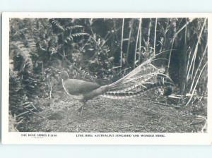 old rppc LYRE BIRD country of Australia HM2041