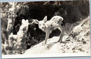 Hello Dear RPPC baby deer fawn posted Eugene Oregon 1940 Washington Irving stamp