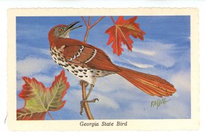 Birds - Georgia State Bird, Brown Thrasher