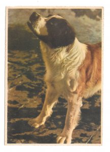 E.A. Schwerdtfeger Dog Saint Bernard Kunstverlag EAS 9654 Berlin Postcard