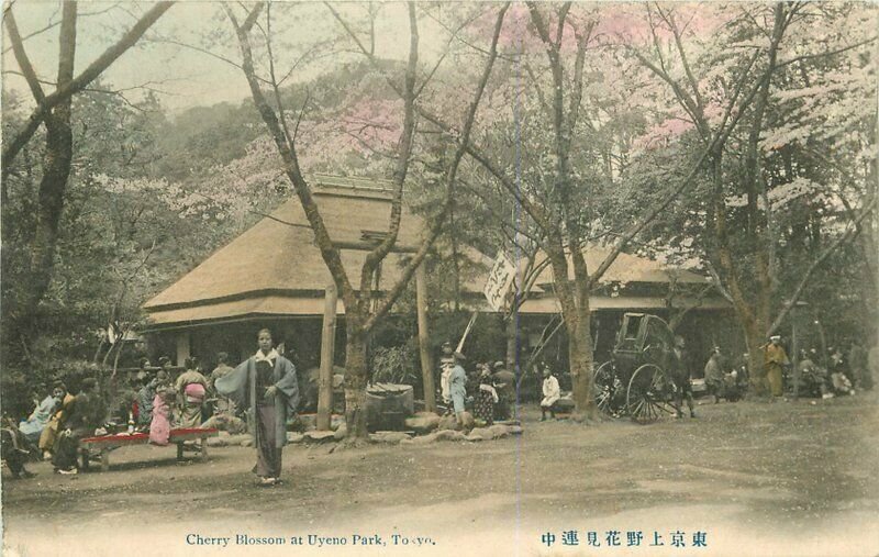 Cherry Blossoms Uyeno Park Tokyo 1907 Japan Postcard hand colored 7723