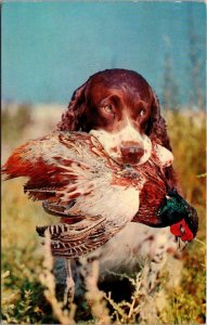 Hunting Bird Dog With Pheasant Greetings From Skandia Michigan