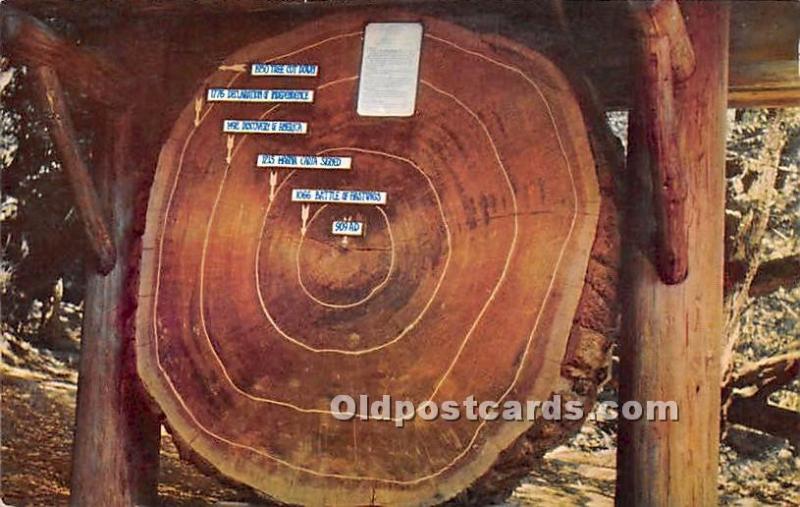 Cross Section of Giant Redwood Datse from Year 900AD Logging, Timber Unused 