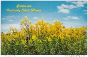 Goldenrod Kentucky State Flower