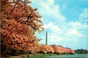 Washington D C The Washington Monument At Cherry Blossom Time