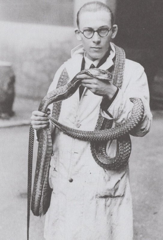 1930s London Museum Staff King Cobra Snake Natural History Postcard