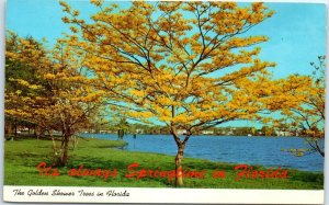 Postcard - The Golden Shower Trees in Florida