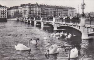 Switzerland Geneve White Swans Pont du Mont Blanc Photo