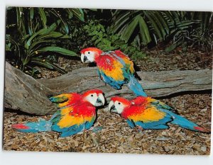 Postcard Three month old Macaws, at Parrot Jungle, Miami, Florida