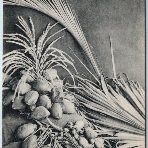 c1910s The Coconut Flower & Leaf Litho. Germany Postcard Marked Skeen Photo A217