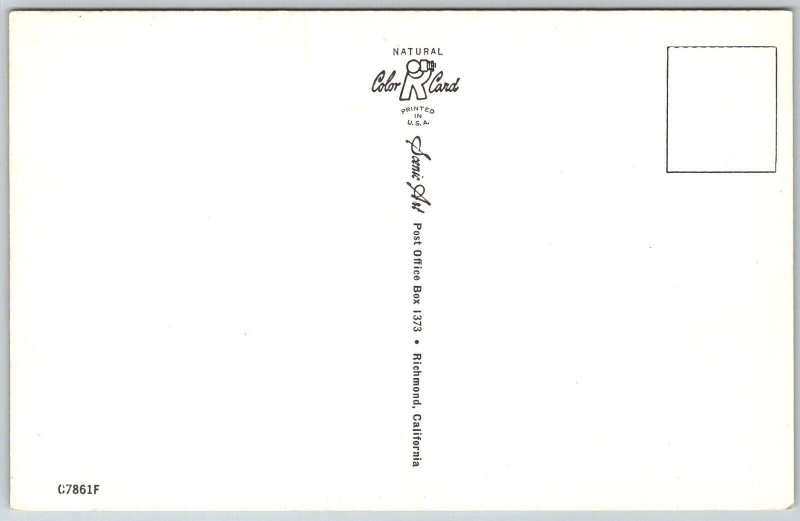 Lan Him Before He pulls Us Under 1950s Comic Humor Fishing Postcard