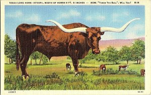 Texas Longhorn Steer Width Of Horns 9'  6 Vintage Postcard Standard View Card 