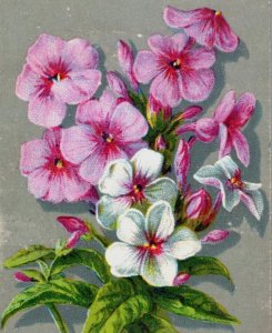 1880s Victorian Christmas New Year's Trade Cards Flowers Set Of 4 Fab! P152