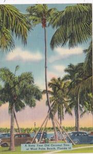 Florida West Palm Beach Sixty Year Old Coconut Tree