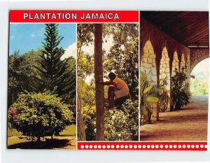 Postcard Plantation Jamaica