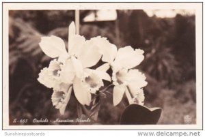 Flowers Orchids Hawaiian Islands Real Photo