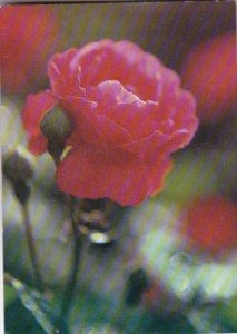 Flowers Beautiful Red Rose Freindship Is A Growing Thing