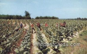 Harvesting Tobacco Farming Unused 