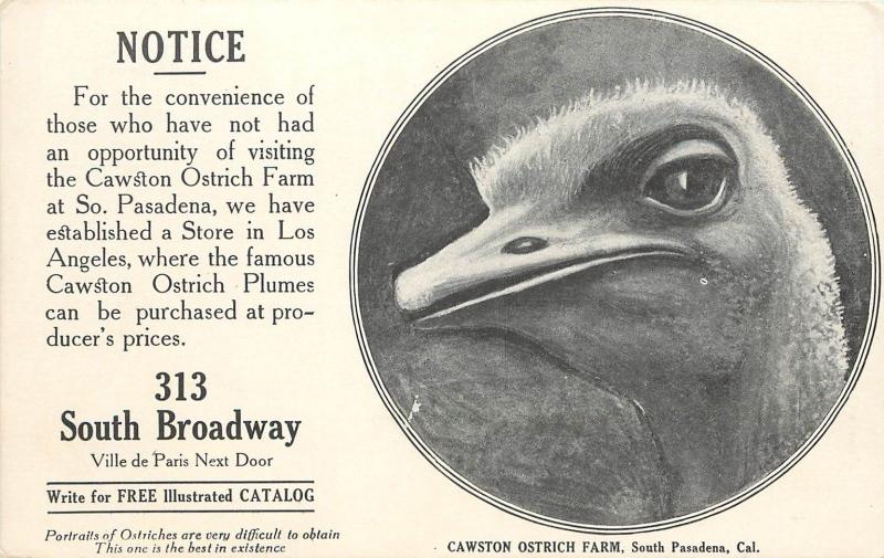 Vintage Postcard; Cawston Ostrich Farm So. Pasadena CA Ostrich Head Portrait