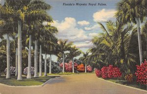 Majestic Royal Palms Fruits and Flowers - Trees, Florida FL Postcard