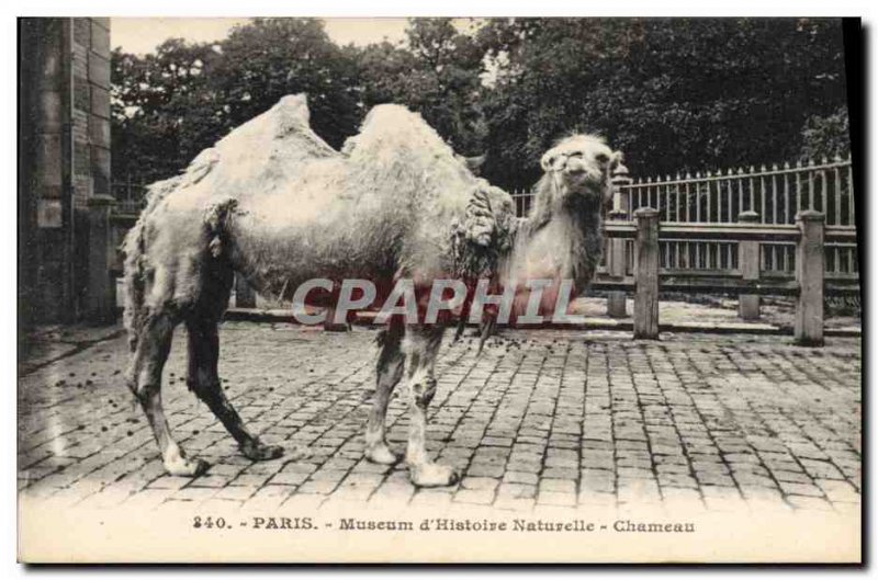 Old Postcard Paris Museum of Natural & # 39Histoire Camel