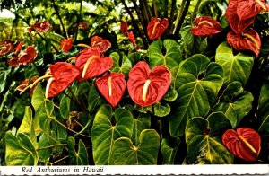 Hawaii Beautiful Red Anthuriums