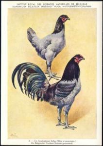 Chicken, Hen Rooster, Belgian Fighter (1950s) Signed Delin 