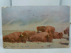 Antique Postcard Canadian Bison Last of the Race Posted 1907 Winnipeg Canada