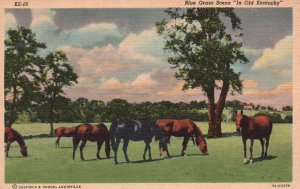 Vintage Postcard Bluegrass Scene In Old Kentucky Horses On Pasture Animals