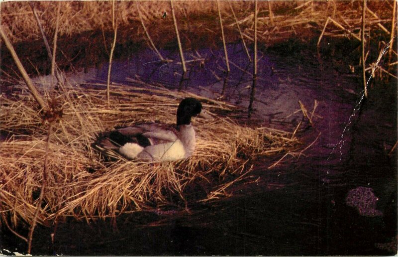 Northwoods View Mallard Ducks pm 1956 Postcard