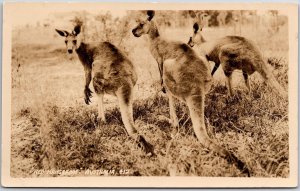 Red Kangaroos Australia Native Animals Terrestrial Mammal Postcard