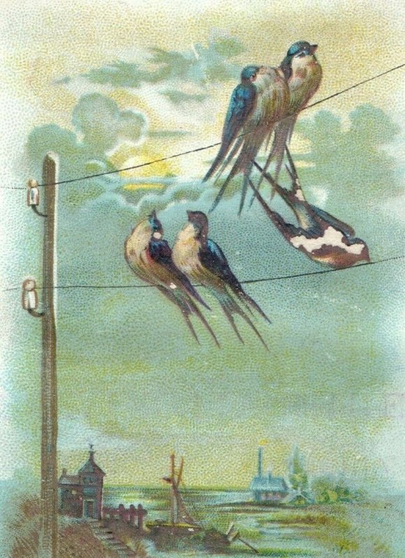 1880's Lovely Birds Nation's Pride Sewing Machine Victorian Trade Card P10