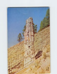 Postcard The petrified tree Yellowstone National Park Wyoming USA