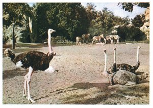 VINTAGE CONTINENTAL SIZE POSTCARD AFRICAN OSTRICH AT CARL HAGENBECKS ZOO HAMBURG