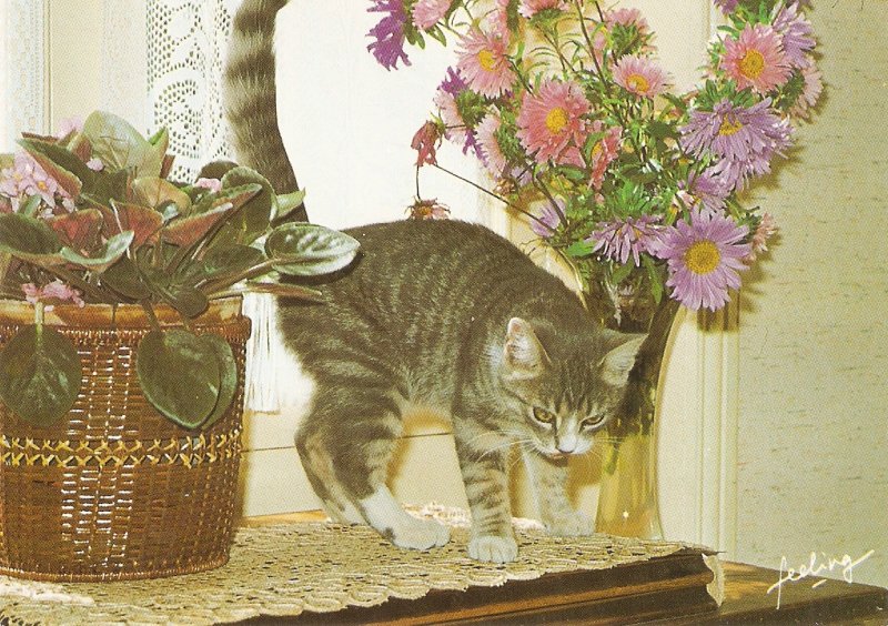 Ph. Gargull. Chats Perches  Nice Frenc Postcard. Continental size