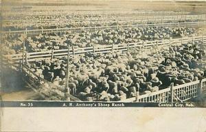 NE, Central City Nebraska, A.H. Anthony's Sheep Ranch, No. 35, RPPC