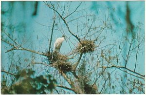 Wood Stork Nesting In Everglades National Park, Florida, Vintage Chrome Postcard