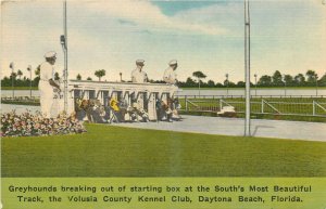 1940a Daytona Beach Florida Volusia Kennel Club Greyhounds Postcard 26-301