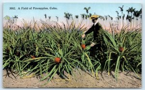 CUBA ~ MAN in FIELD of PINAPPLES c1910s Harris Bros. Postcard