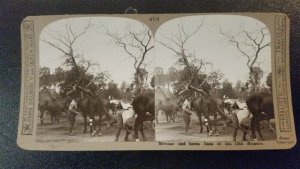 WWI, Bivouac, and Horse lines of the 13th Hussars, Realistic Travels No. 454